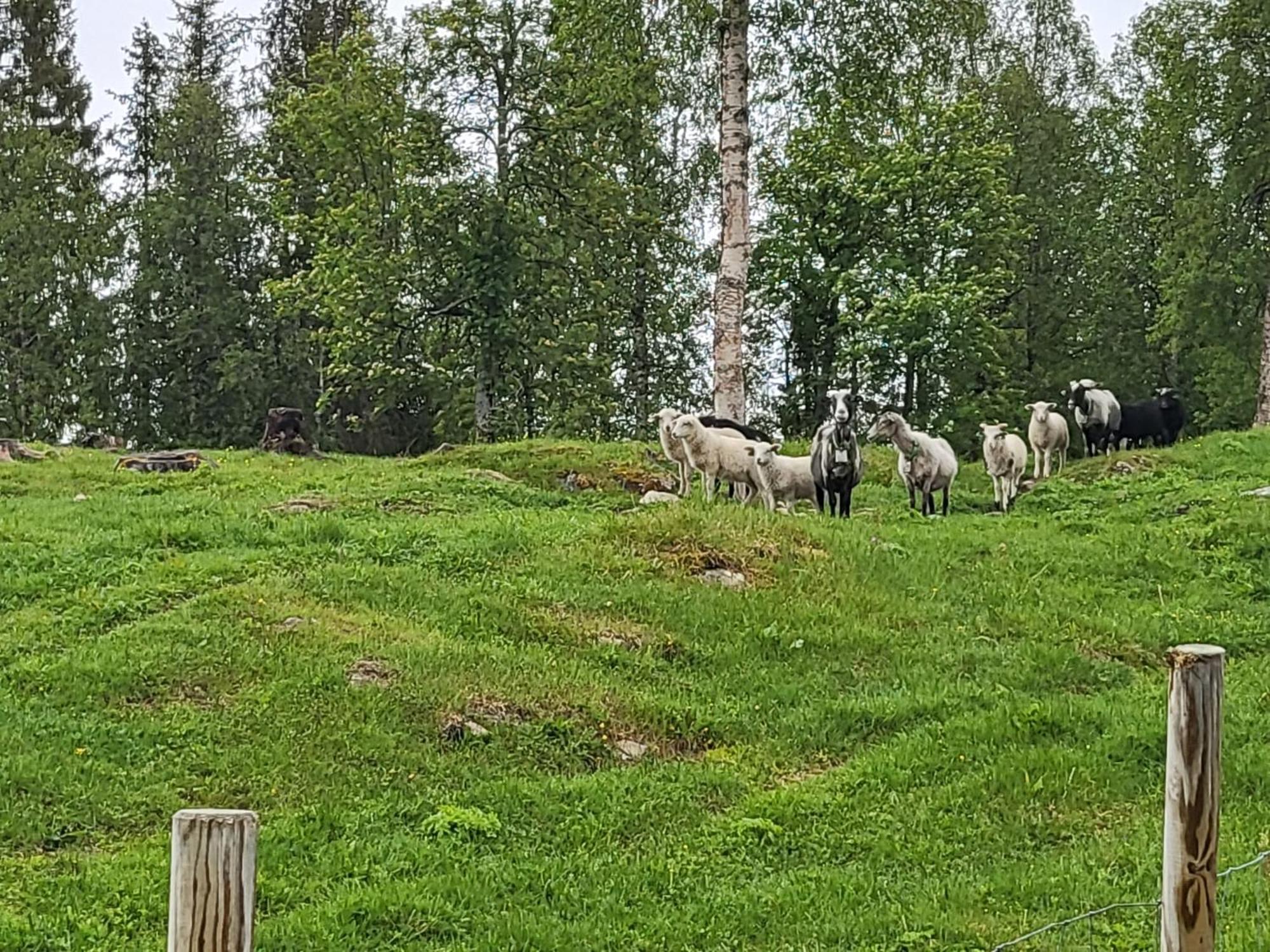 Hattfjelldal Telt 2酒店 外观 照片